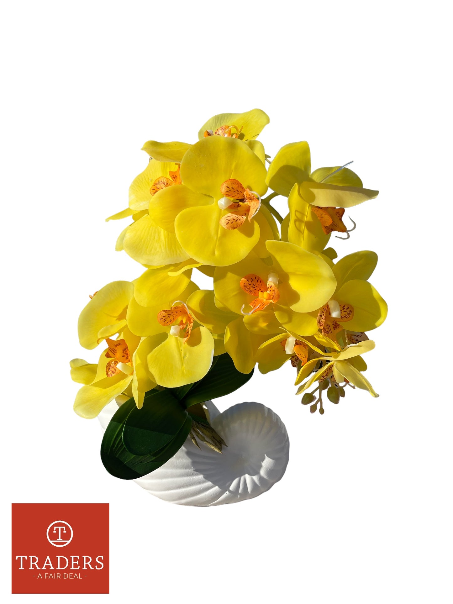 Orchid in shell Vase