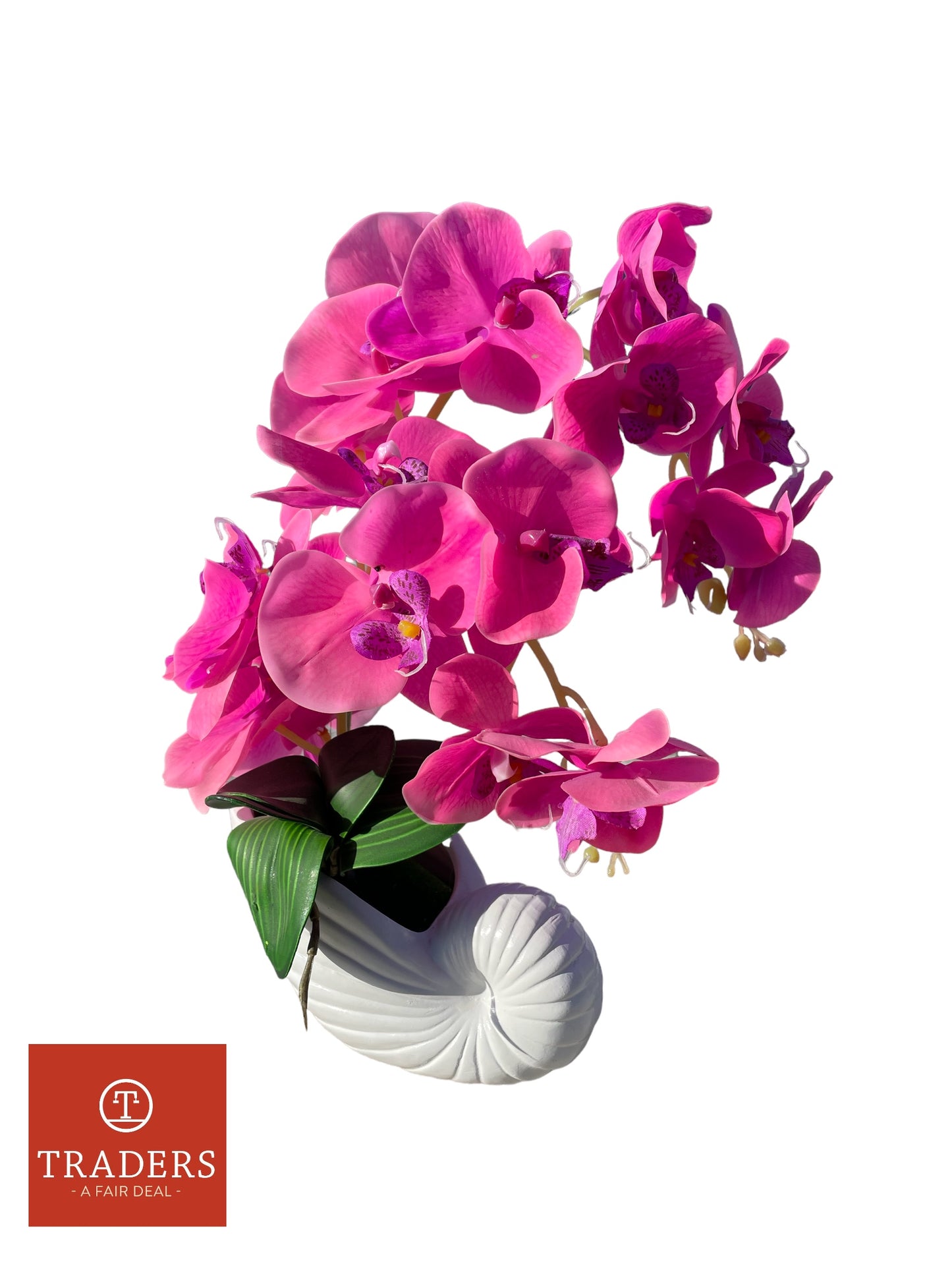 Orchid in shell Vase