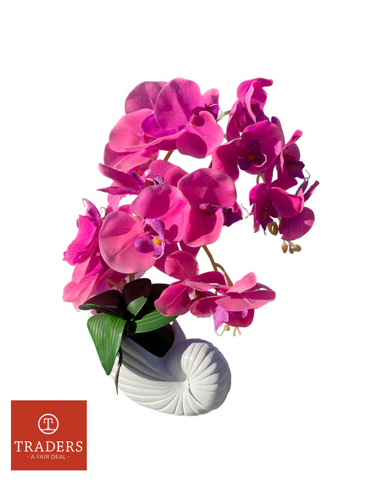 Orchid in shell Vase